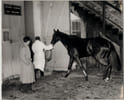 Photographie argentique ann&eacute;es 60 Derby Chevaux 25,6 x 20,9 cm. 