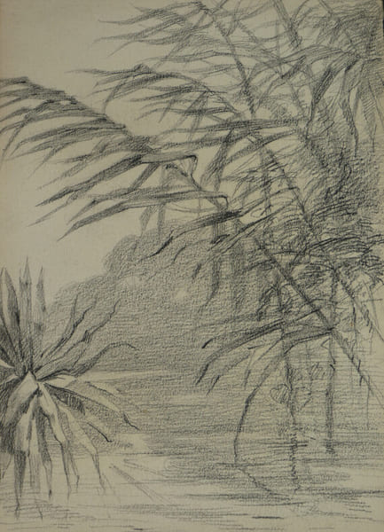 DESSIN ORIGINAL AU CRAYON - GUERRE 14/18 - VEGETATION - OHRDRUF. 