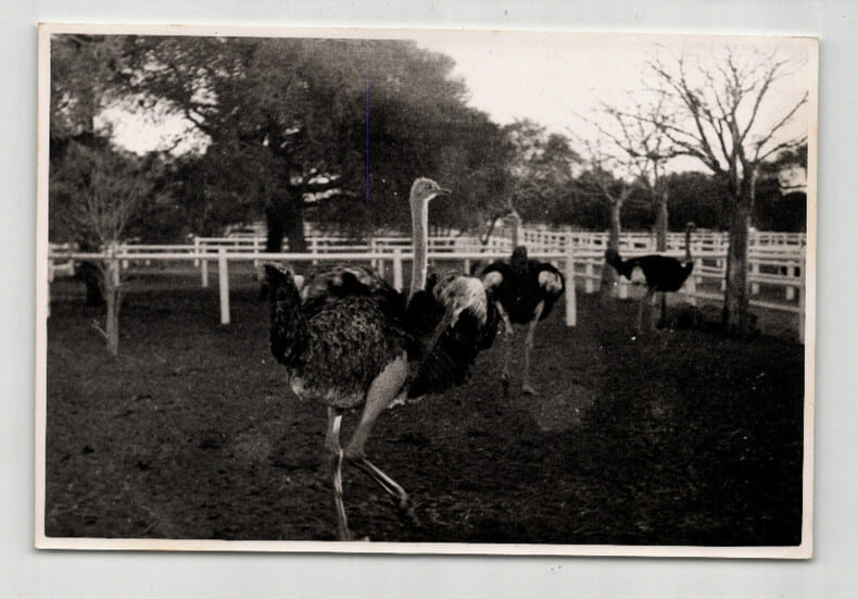 Photographie argentique Ann&eacute;es 60 Madagascar Autruches. 