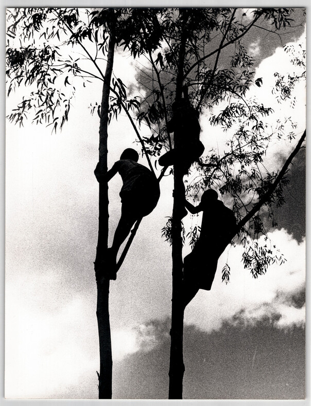 Photographie argentique de 1958 Guin&eacute;e ou Rwanda Jeunes spectateurs en hauteur. EUROPRESS / Raymond Darolle