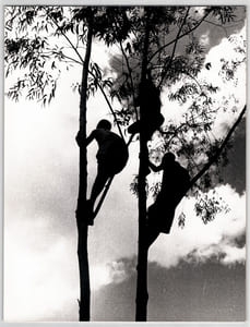 Photographie argentique de 1958 Guinée ou Rwanda Jeunes spectateurs en hauteur