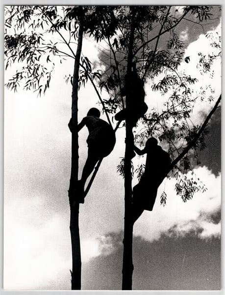 Photographie argentique de 1958 Guin&eacute;e ou Rwanda Jeunes spectateurs en hauteur. EUROPRESS / Raymond Darolle
