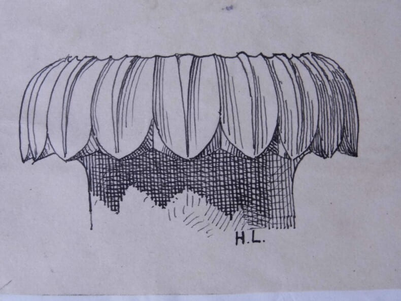 Chapiteau &eacute;olien et fragments &agrave; Aegae - Dessin original sign&eacute;. Louis Henri Laffill&eacute;e