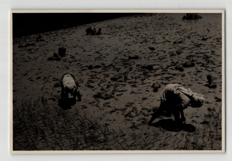Photographie argentique Ann&eacute;es 60 Madagascar Rizi&egrave;res et travaux agricoles. 