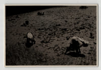Photographie argentique Années 60 Madagascar Rizières et travaux agricoles