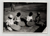 Photographie argentique Années 60 Madagascar Triage du café