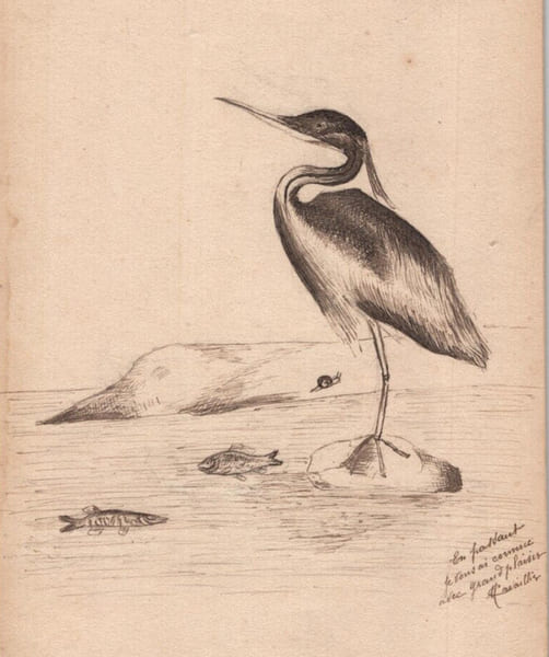Dessin &agrave; l'encre d'un h&eacute;ron au bord de l'eau – sign&eacute;. 