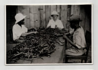Photographie argentique Années 60 Madagascar Triage des gousses