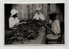 Photographie argentique Ann&eacute;es 60 Madagascar Triage des gousses. 