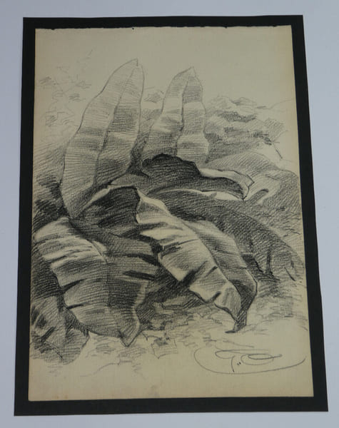 DESSIN ORIGINAL AU CRAYON SIGN&Eacute; - GUERRE 14/18 - VEGETATION - OHRDRUF. 