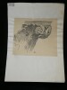 Dessin original sign&eacute; - Crochet d'un chapiteau de la cath&eacute;drale de Lisieux, fin du XIIe si&egrave;cle. Louis Henri Laffill&eacute;e