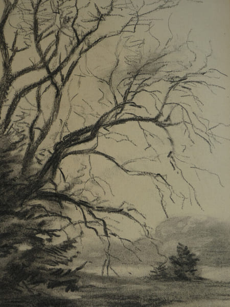 DESSIN ORIGINAL AU CRAYON - GUERRE 14/18 - VEGETATION - OHRDRUF. 