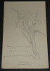 Dessin jonquilles au crayon d&eacute;dicac&eacute; par L LAPEROUZE. L. Laperouze