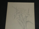 Dessin jonquilles au crayon d&eacute;dicac&eacute; par L LAPEROUZE. L. Laperouze