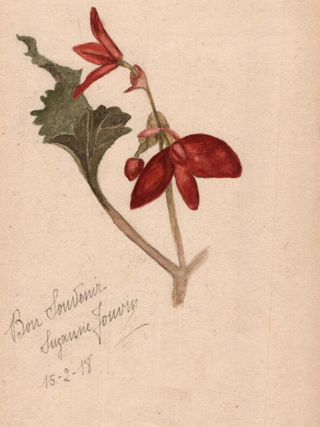 Aquarelle de fleur rouge sign&eacute;e en 1918. 
