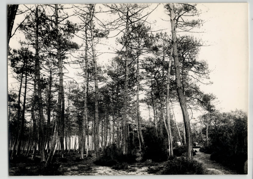 F&eacute;lix Arnaudin, 8 Reproductions de tirages, Grande-Lande, Mus&eacute;e d'Aquitaine 1966. F&eacute;lix Arnaudin