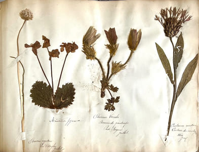Flore des Pyrénées. Plantes recueillies dans les Pyrénées par C. O. Blum.