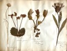 Flore des Pyrénées. Plantes recueillies dans les Pyrénées par C. O. Blum.. [HERBIER / HERBARIUM] BLUM (C.0.).