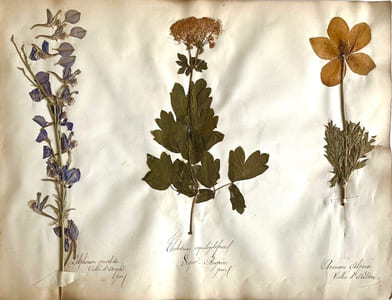 Flore des Pyrénées. Plantes recueillies dans les Pyrénées par C. O. Blum.