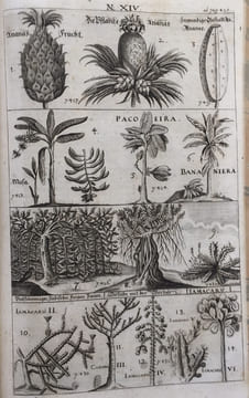 Ost- und West-Indischer wie auch Sinesischer Lust- und Stats-Garten.. FRANCISCI (Erasmus).