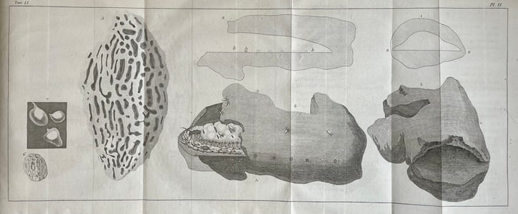 Voyage au Cap de Bonne-Esperance, et Autour du Monde avec le Capitaine Cook, et Principalement dans le pays des Hottentots et des Caffres.