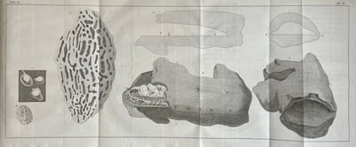 Voyage au Cap de Bonne-Esperance, et Autour du Monde avec le Capitaine Cook, et Principalement dans le pays des Hottentots et des Caffres.