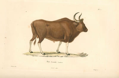 Souvenirs d'un voyage dans l'Inde exécuté de 1834 à 1839.
