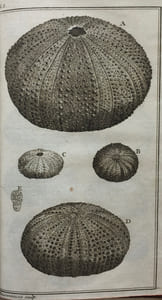 Ordre Naturel des Oursins de Mer et Fossiles.