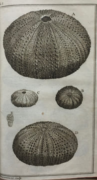 Ordre Naturel des Oursins de Mer et Fossiles.. KLEIN (Théodore).