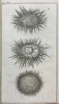 Ordre Naturel des Oursins de Mer et Fossiles.. KLEIN (Théodore).