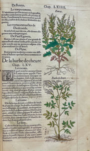 Commentaires tres excellens de l'hystoire des plantes, composez premierement en latin par Leonarth Fousch, medecin tres renommé : Et depuis, nouvellement traduictz en langue françoise, par un homme scavant & bien expert en la matiere