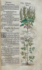 Commentaires tres excellens de l'hystoire des plantes, composez premierement en latin par Leonarth Fousch, medecin tres renommé : Et depuis, ...