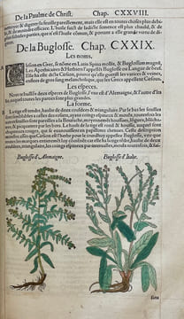 Commentaires tres excellens de l'hystoire des plantes, composez premierement en latin par Leonarth Fousch, medecin tres renommé : Et depuis, ...