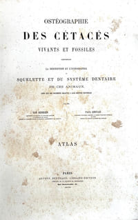 Ostéographie des cétacés vivants et fossiles contenant la description et l'iconographie du squelette et du système dentaire de ces animaux.