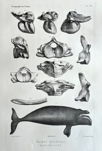 Ostéographie des cétacés vivants et fossiles contenant la description et l'iconographie du squelette et du système dentaire de ces animaux.