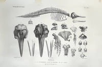Ostéographie des cétacés vivants et fossiles contenant la description et l'iconographie du squelette et du système dentaire de ces animaux.