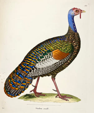 Nouveau recueil de planches coloriées doiseaux, pour servir de suite et de complément aux planches enluminées de Buffon []. TEMMINCK (Coenraad Jacob) ...