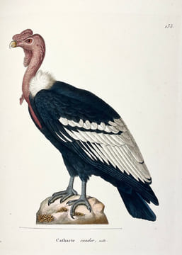 Nouveau recueil de planches coloriées doiseaux, pour servir de suite et de complément aux planches enluminées de Buffon []. TEMMINCK (Coenraad Jacob) ...
