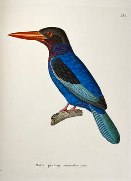 Nouveau recueil de planches coloriées doiseaux, pour servir de suite et de complément aux planches enluminées de Buffon []. TEMMINCK (Coenraad Jacob) ...