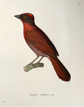 Nouveau recueil de planches coloriées doiseaux, pour servir de suite et de complément aux planches enluminées de Buffon []. TEMMINCK (Coenraad Jacob) ...