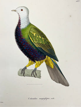 Nouveau recueil de planches coloriées doiseaux, pour servir de suite et de complément aux planches enluminées de Buffon []. TEMMINCK (Coenraad Jacob) ...