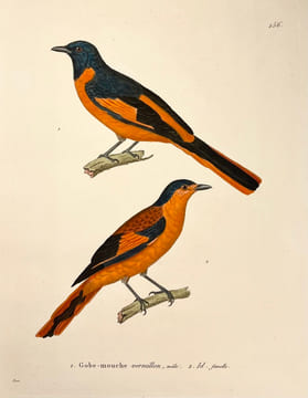 Nouveau recueil de planches coloriées doiseaux, pour servir de suite et de complément aux planches enluminées de Buffon []. TEMMINCK (Coenraad Jacob) ...