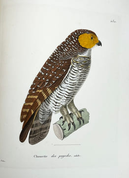 Nouveau recueil de planches coloriées doiseaux, pour servir de suite et de complément aux planches enluminées de Buffon []. TEMMINCK (Coenraad Jacob) ...
