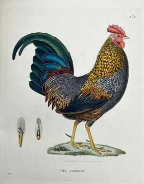 Nouveau recueil de planches coloriées doiseaux, pour servir de suite et de complément aux planches enluminées de Buffon []. TEMMINCK (Coenraad Jacob) ...