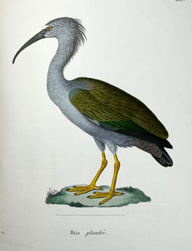 Nouveau recueil de planches coloriées doiseaux, pour servir de suite et de complément aux planches enluminées de Buffon []. TEMMINCK (Coenraad Jacob) ...