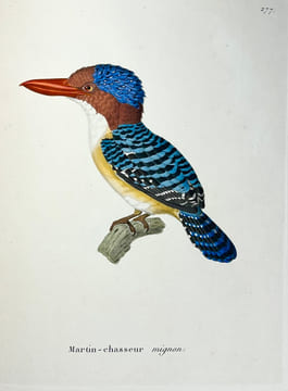 Nouveau recueil de planches coloriées doiseaux, pour servir de suite et de complément aux planches enluminées de Buffon []. TEMMINCK (Coenraad Jacob) ...