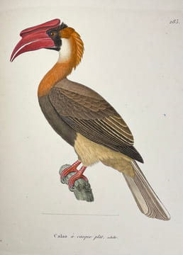 Nouveau recueil de planches coloriées doiseaux, pour servir de suite et de complément aux planches enluminées de Buffon []. TEMMINCK (Coenraad Jacob) ...