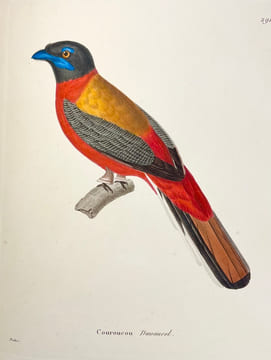 Nouveau recueil de planches coloriées doiseaux, pour servir de suite et de complément aux planches enluminées de Buffon []. TEMMINCK (Coenraad Jacob) ...