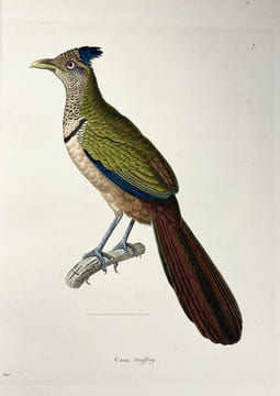Nouveau recueil de planches coloriées doiseaux, pour servir de suite et de complément aux planches enluminées de Buffon []. TEMMINCK (Coenraad Jacob) ...