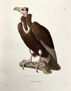Nouveau recueil de planches coloriées doiseaux, pour servir de suite et de complément aux planches enluminées de Buffon []. TEMMINCK (Coenraad Jacob) ...